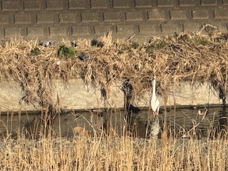 250220鳥２