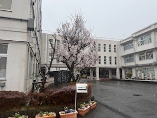 250303梅１