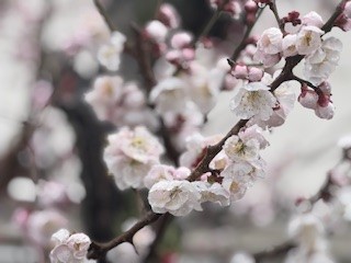 250303梅２