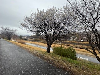 250306梅１