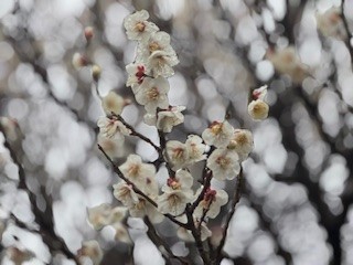 250306梅２