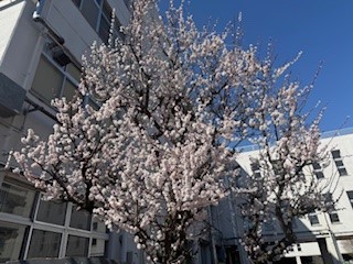 250307梅１