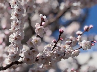 250307梅２
