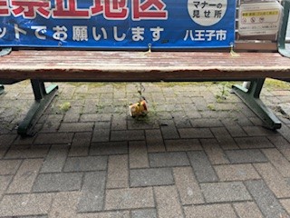 250308ゴミ