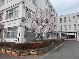 250308梅１