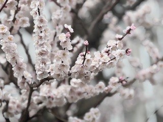 250308梅２