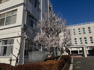 250310梅