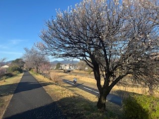 250313梅１