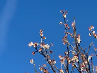 250313梅２