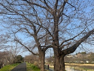 250327桜１