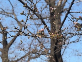 250327桜２