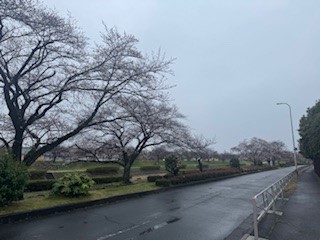 250404桜