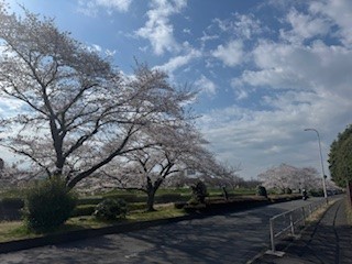 250407桜