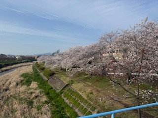 250408桜１