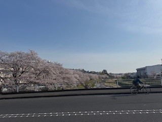 250408桜２
