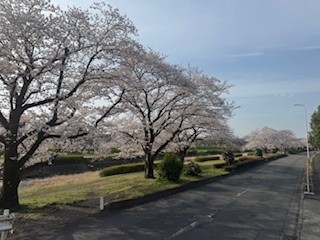250408桜３