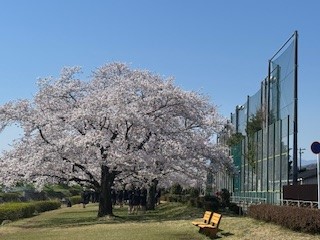 250409桜１