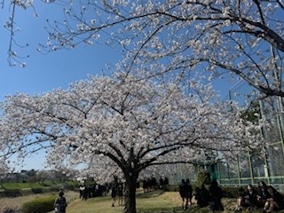 250409桜２