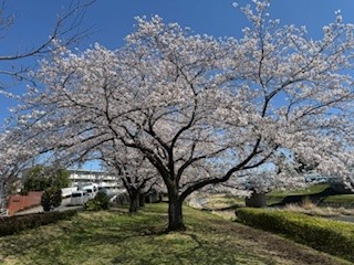 250409桜３