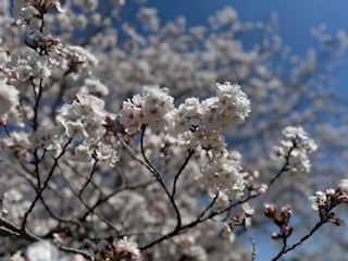 250409桜４