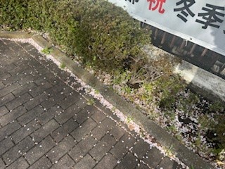 250415花弁