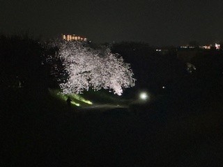 250417夜桜