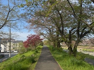 250417桜１