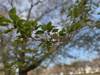 250417桜２