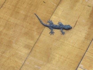 250421やもり