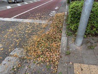 251004ぎんなん１
