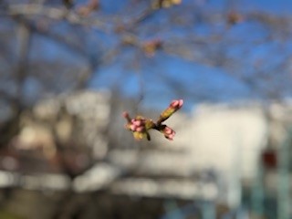 260324桜