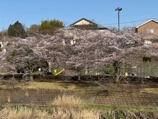 260327桜１