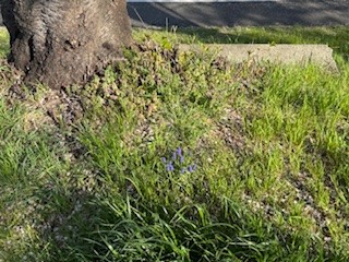 260403ムスカリ１