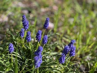 260403ムスカリ２