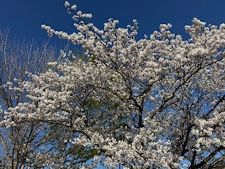 260403桜１