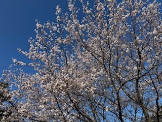 260403桜２