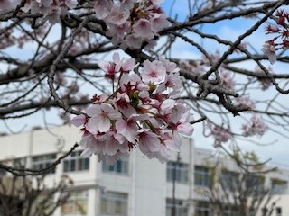 260406桜