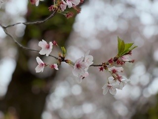 260407桜１