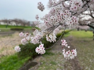 260407桜２