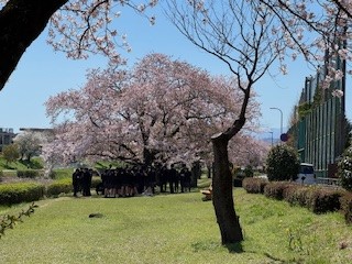 260408桜１