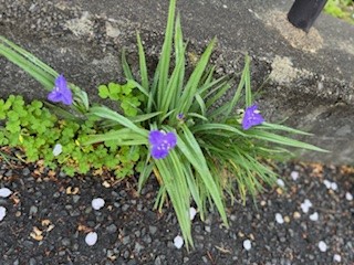 260410ムラサキツユクサ