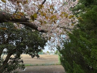 260414八重桜１