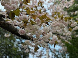 260414八重桜２