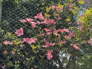 260420はなみづき