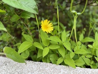 260422オオジシバリ