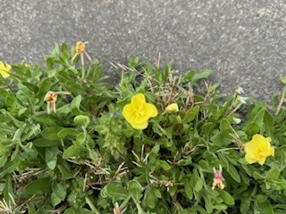 260422コマツヨイグサ