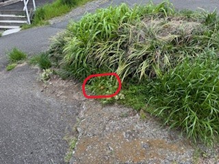 260423ナガミヒナゲシ１