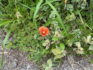 260423ナガミヒナゲシ２