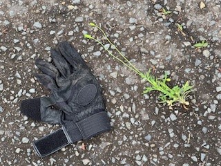 260424ナガミヒナゲシ