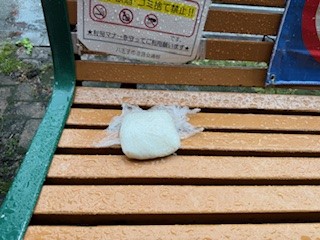 260501ご飯